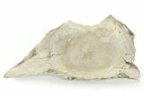 Fossil Whale Cervical Vertebra - Yorktown Formation #237623-2